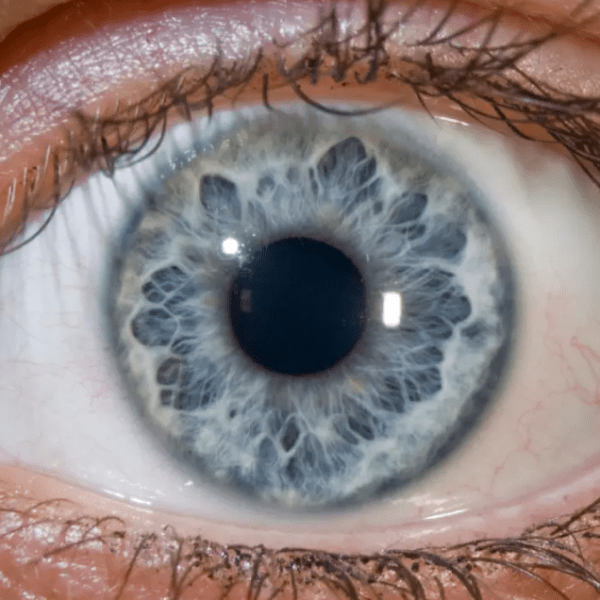 O QUE É TAXONOMIA&nbsp;SEMIÓTICA?