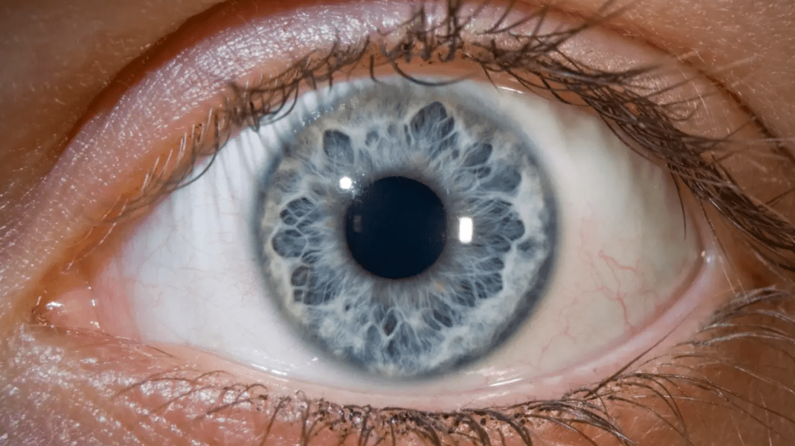 O QUE É TAXONOMIA&nbsp;SEMIÓTICA?